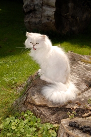 imagen gato blanco