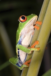 imagen rana de arbol ojos rojos