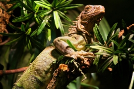 imagen iguana