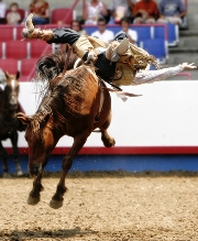 imagen jaripeo caballo