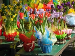 imagen flores de colores