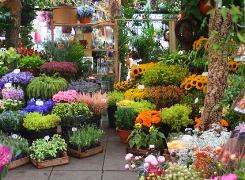 imagen mercado de flores