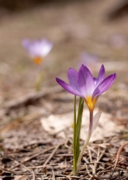 imagen flor crocus primavera