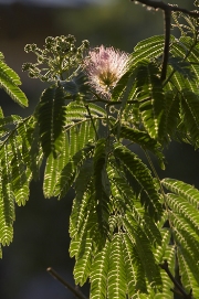 imagen arbol con flor en primavera