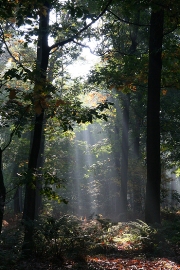 imagen luz misteriosa bosque