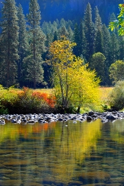 imagen lago con arbol