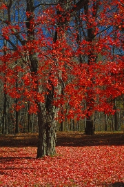 imagen arbol rojo